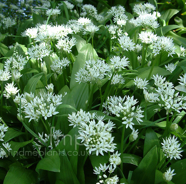 Allium Ursinum Wild Garlic Allium Information Pictures 