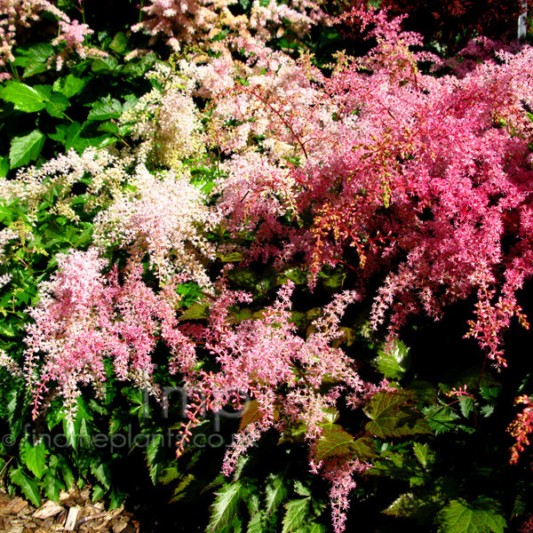 Big Photo of Astilbe 