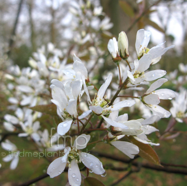 Big Photo of Amelanchier Asiatica, Flower Close-up