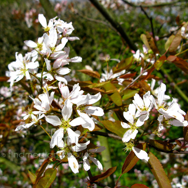 Big Photo of Amelanchier X Grandiflora