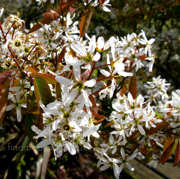 Big Photo of Amelanchier Lamarckii, Flower Close-up