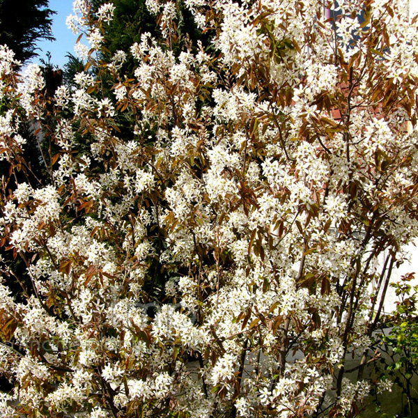 Big Photo of Amelanchier Lamarckii