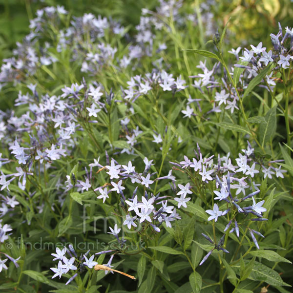 Big Photo of Amsonia Orientalis