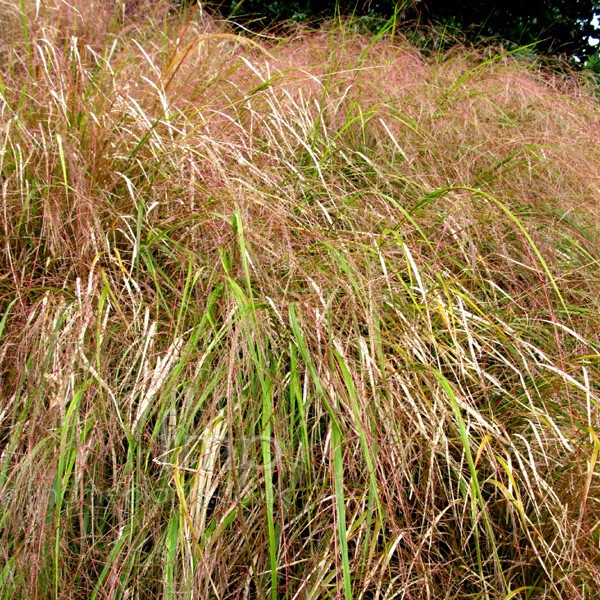 Big Photo of Anemanthele Lessoniana, Leaf Close-up