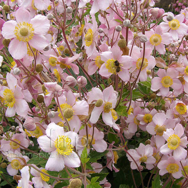 Big Photo of Anemone Hupehensis