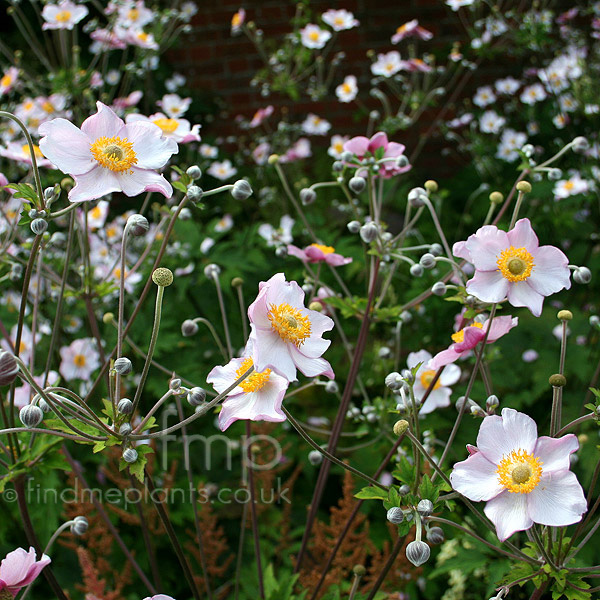 Big Photo of Anemone X Hybrida