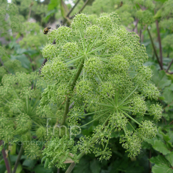 Big Photo of Angelica Archangelica, Flower Close-up