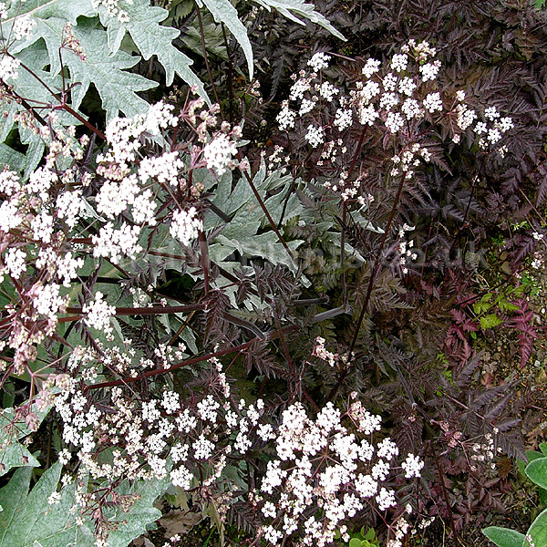 Big Photo of Anthriscus Sylvestris