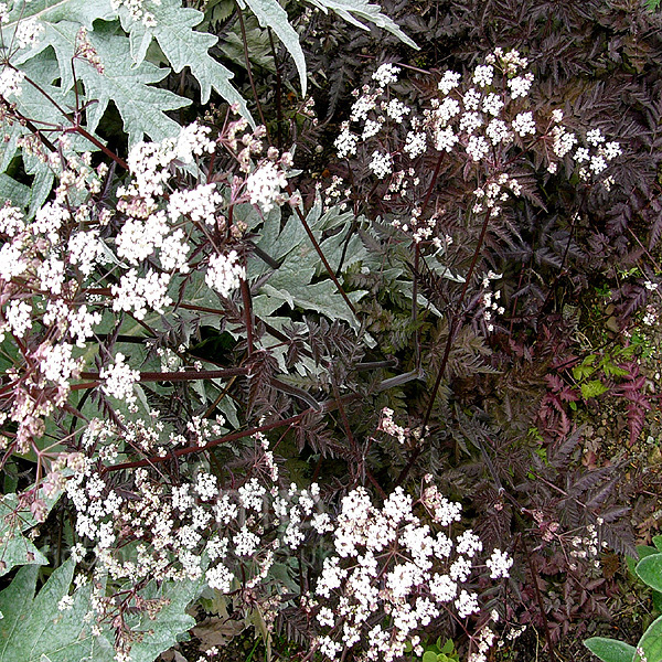 Big Photo of Anthriscus Sylvestris