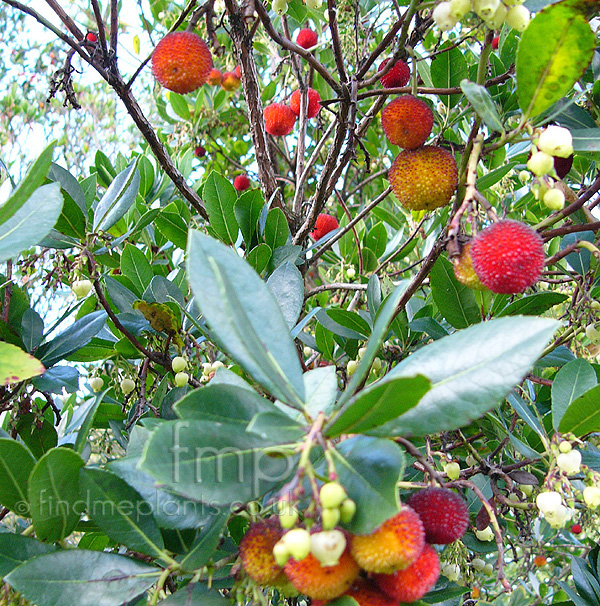 Big Photo of Arbutus Unedo