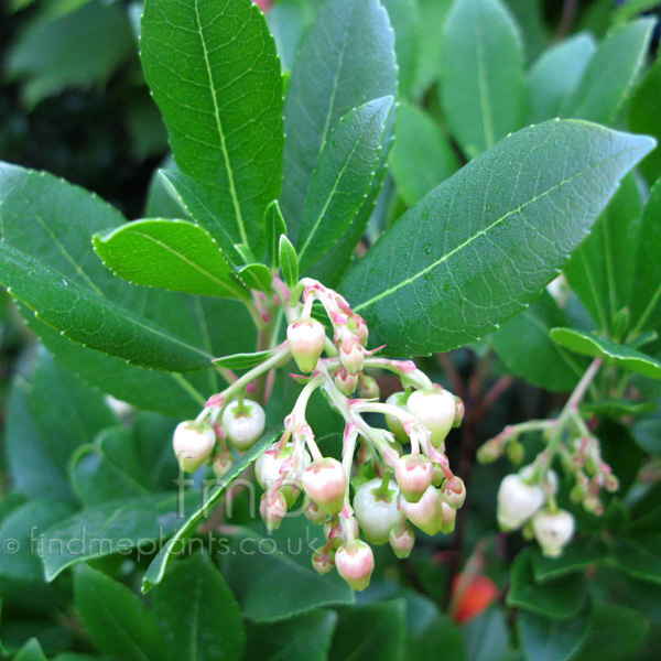 Big Photo of Arbutus Unedo, Leaf Close-up