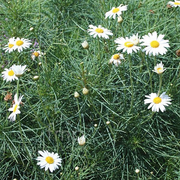 Big Photo of Argyranthemum Gracile