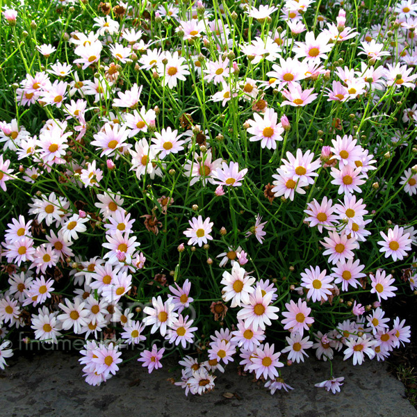 Big Photo of Argyranthemum 