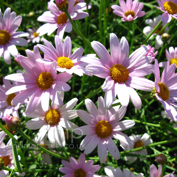 Big Photo of Argyranthemum , Flower Close-up