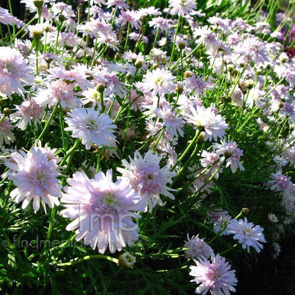 Big Photo of Argyranthemum 