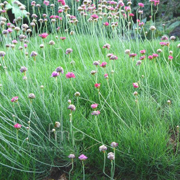 Big Photo of Armeria Maritima