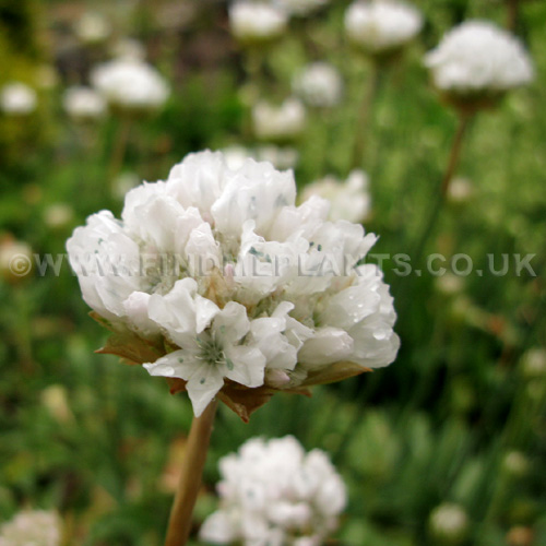 Big Photo of Armeria Pseudoarmeria