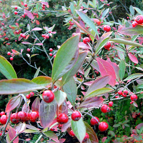 Big Photo of Aronia Arbutifolia