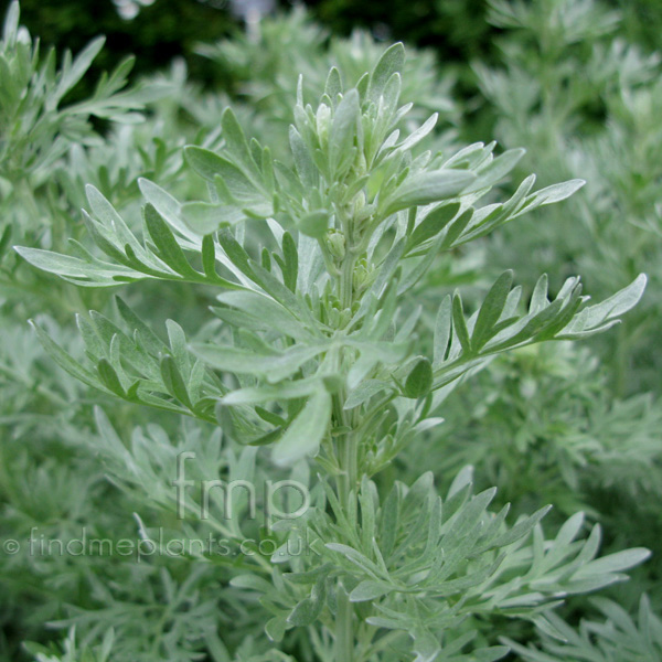 Big Photo of Artemisia Absinthium, Leaf Close-up