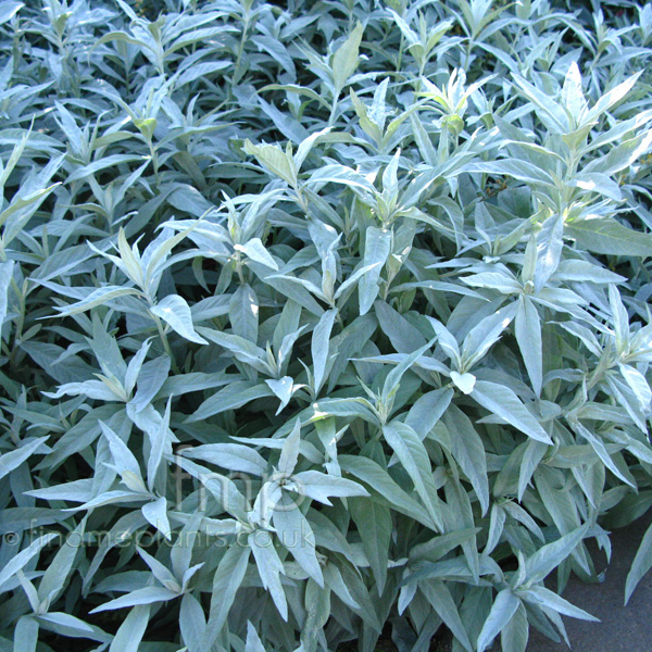 Big Photo of Artemisia Ludoviciana