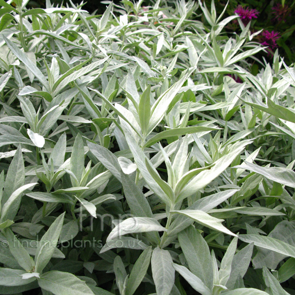 Big Photo of Artemisia Ludoviciana, Leaf Close-up