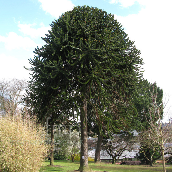 Big Photo of Araucaria Arucana