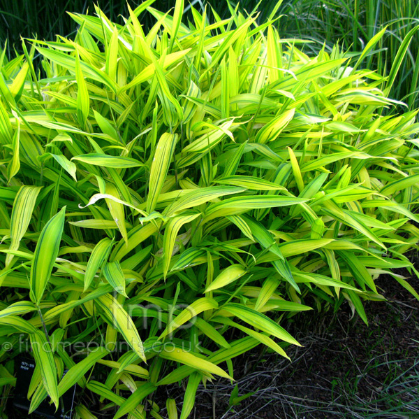 Big Photo of Pleioblastus Viridi-Striata