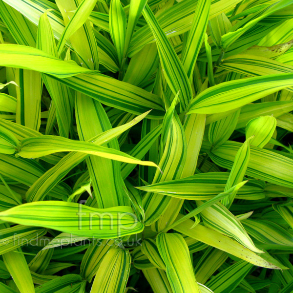 Big Photo of Pleioblastus Viridi-Striata, Leaf Close-up