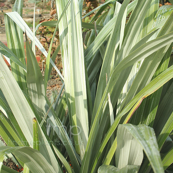 Big Photo of Astelia Chathamica