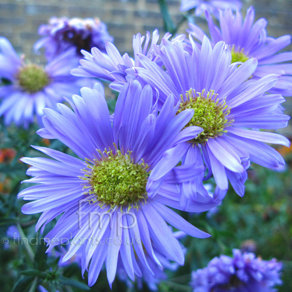 Big Photo of Aster Novi - Belgii, Flower Close-up