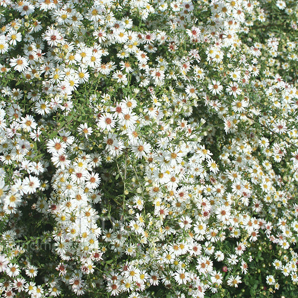 Big Photo of Aster Ericoides