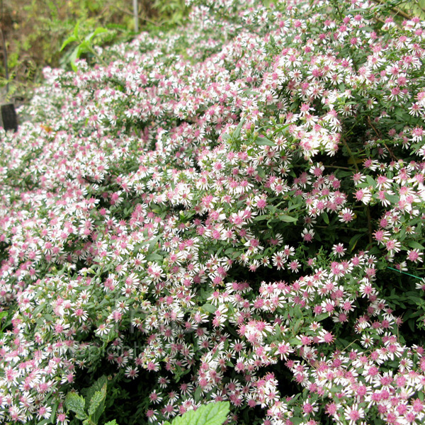 Big Photo of Aster Lateriflorus