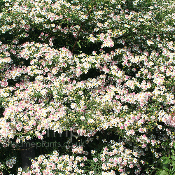 Big Photo of Aster Lateriflorus