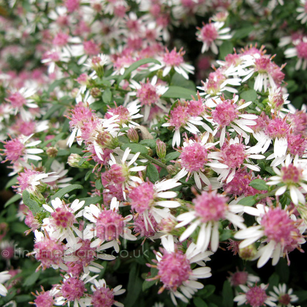 Big Photo of Aster Lateriflorus, Flower Close-up