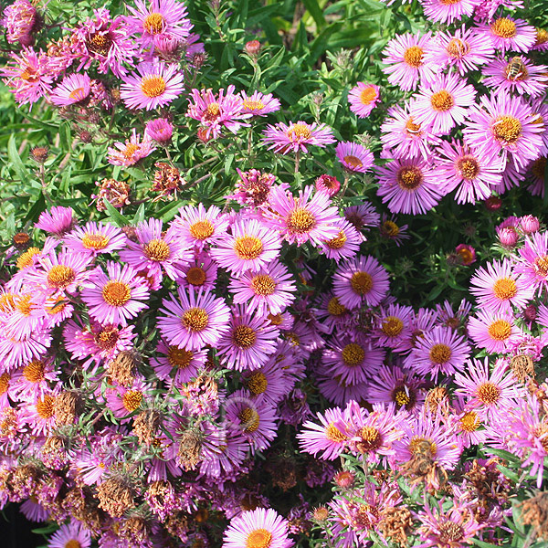 Big Photo of Aster Novae-Anglias