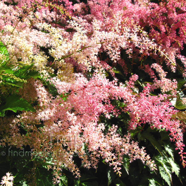 Big Photo of Astilbe , Flower Close-up