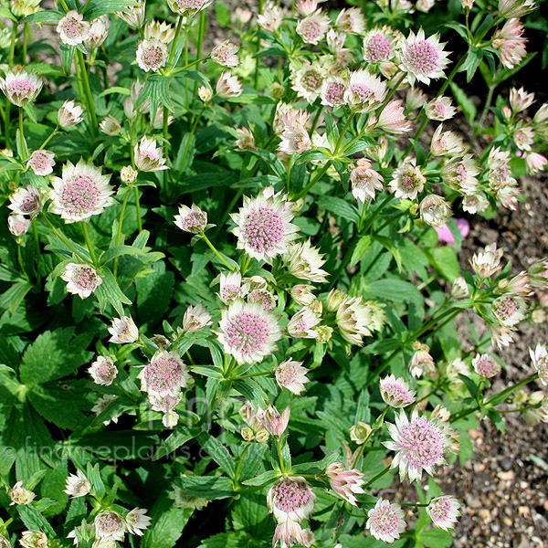 Big Photo of Astrantia Major