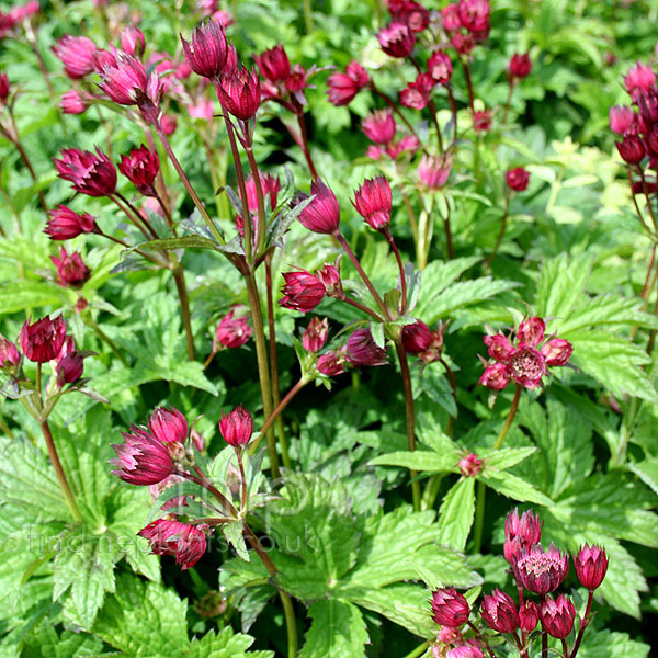 Big Photo of Astrantia Hadspen Blood