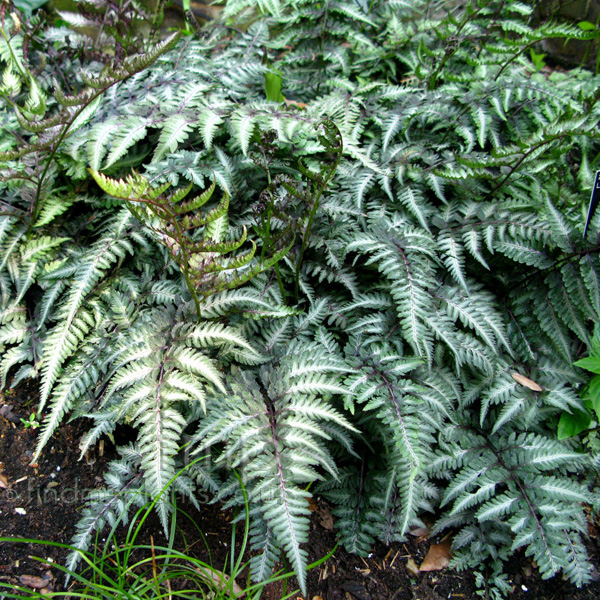 Big Photo of Athyrium Niponicum