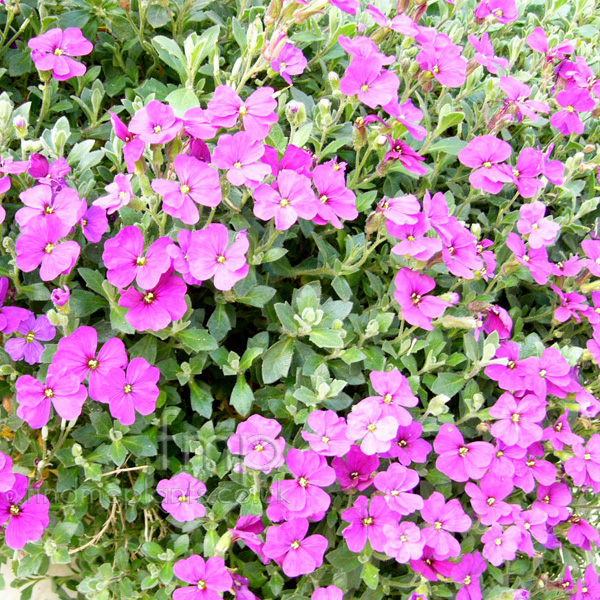 Big Photo of Aubretia Deltoidea