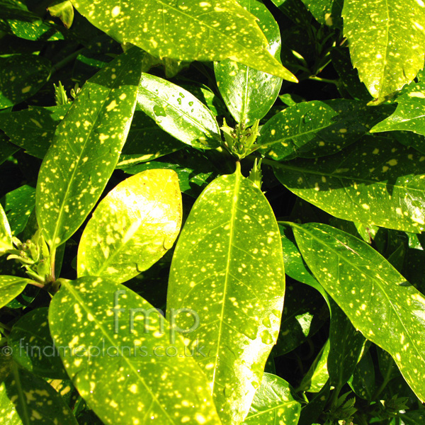 Big Photo of Aucuba Japonica, Leaf Close-up