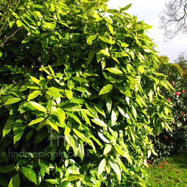 Big Photo of Aucuba Japonica