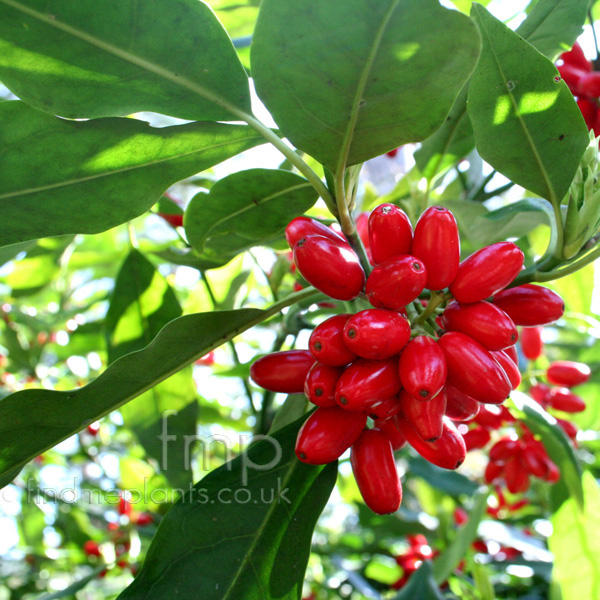 Big Photo of Aucuba Japonica