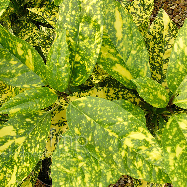 Big Photo of Aucuba Japonica