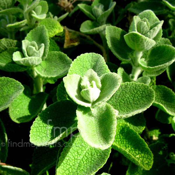 Big Photo of Ballota Pseudodictamnus, Leaf Close-up