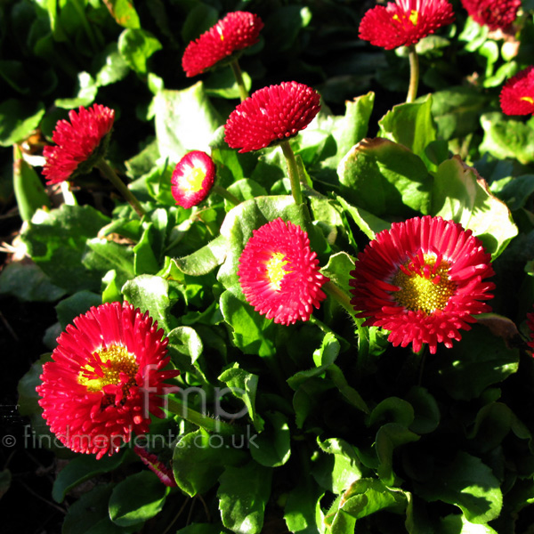 Big Photo of Bellis  Perennis