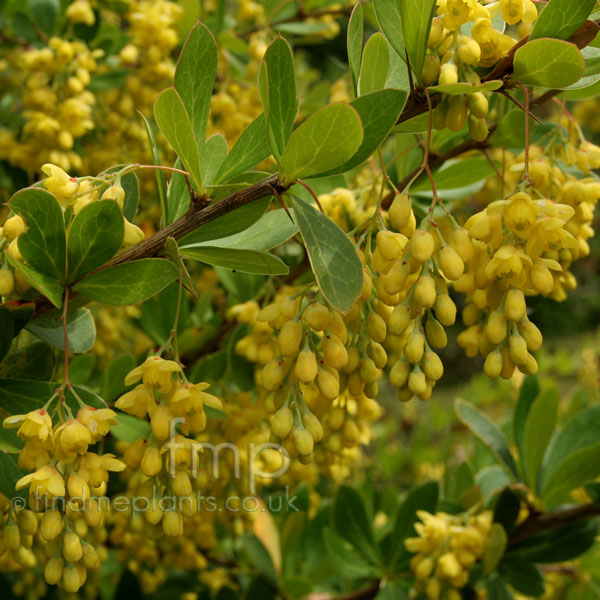 Big Photo of Berberis Aristata, Flower Close-up