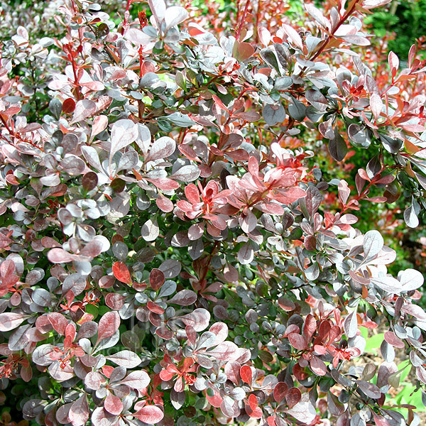 Big Photo of Berberis Thunbergii