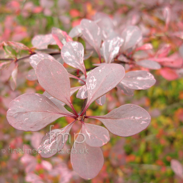 Big Photo of Berberis Thunbergii, Leaf Close-up