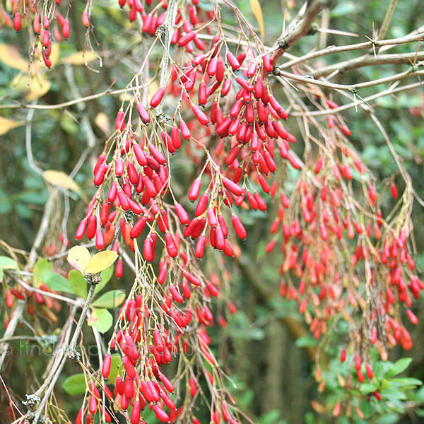 Big Photo of Berberis Koehneana